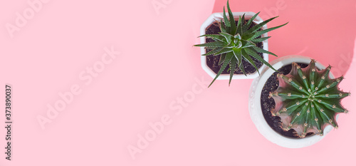 Banner cactus on a pastel pink background, copy space, layout