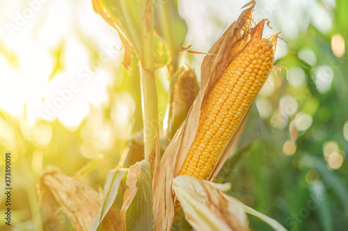 Φωτογραφία Ear of corn in the field
