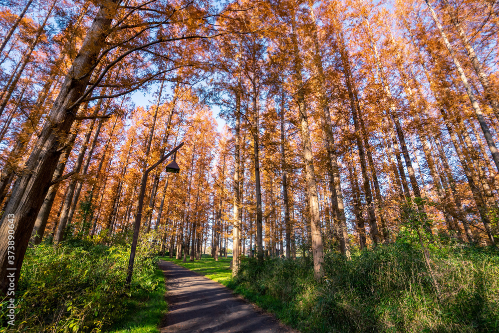 Obraz premium 秋の水元公園