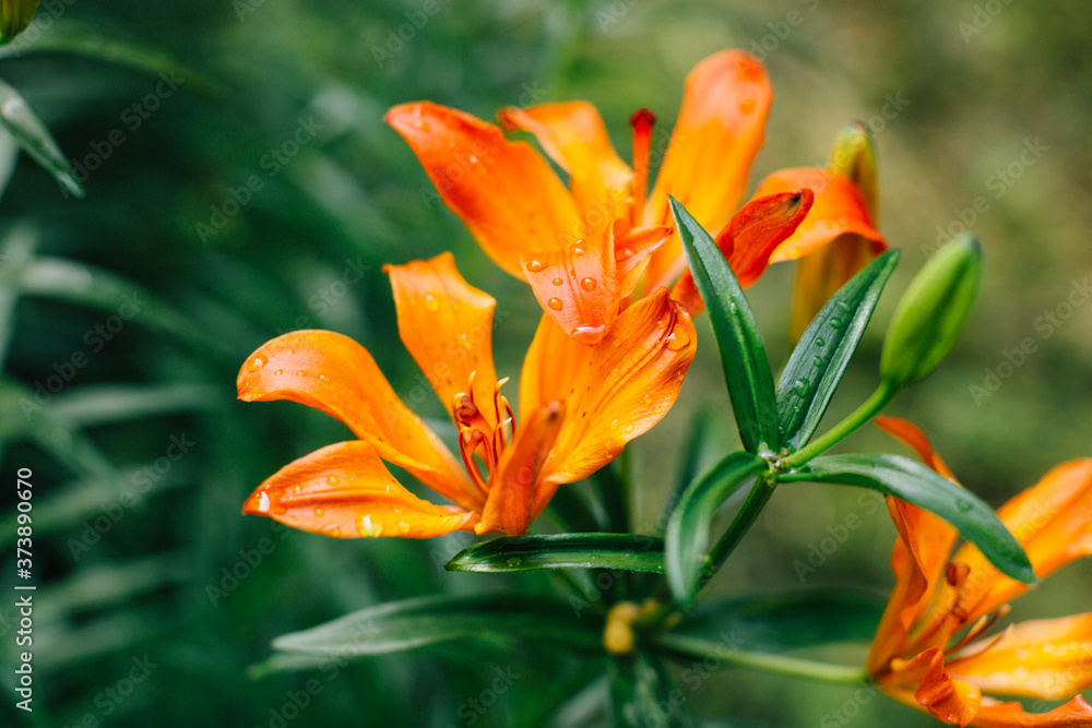Natural background from plants, colored textures of nature Natural background from plants, colored textures of nature