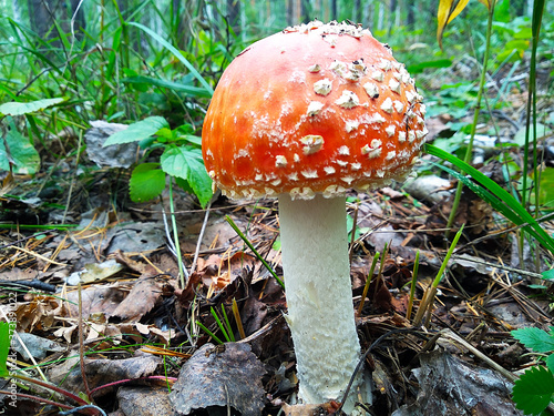 fly agaric in the forest