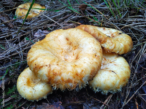 gruzdi on a forest glade