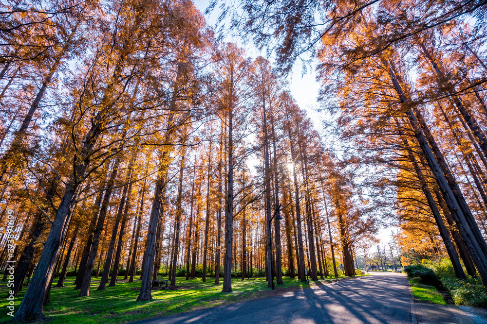 Fototapeta premium 秋の水元公園