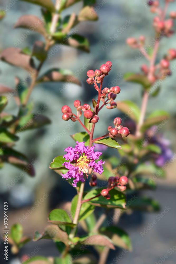 Crepe myrtle Crepe myrtle