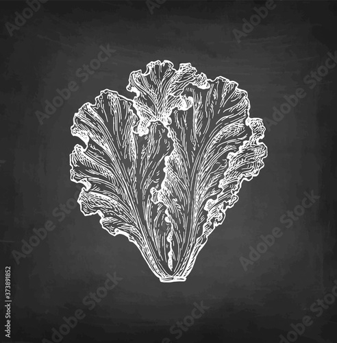Chalk sketch of lettuce.