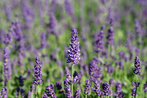 English lavender Ellagance Purple