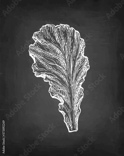 Chalk sketch of lettuce.