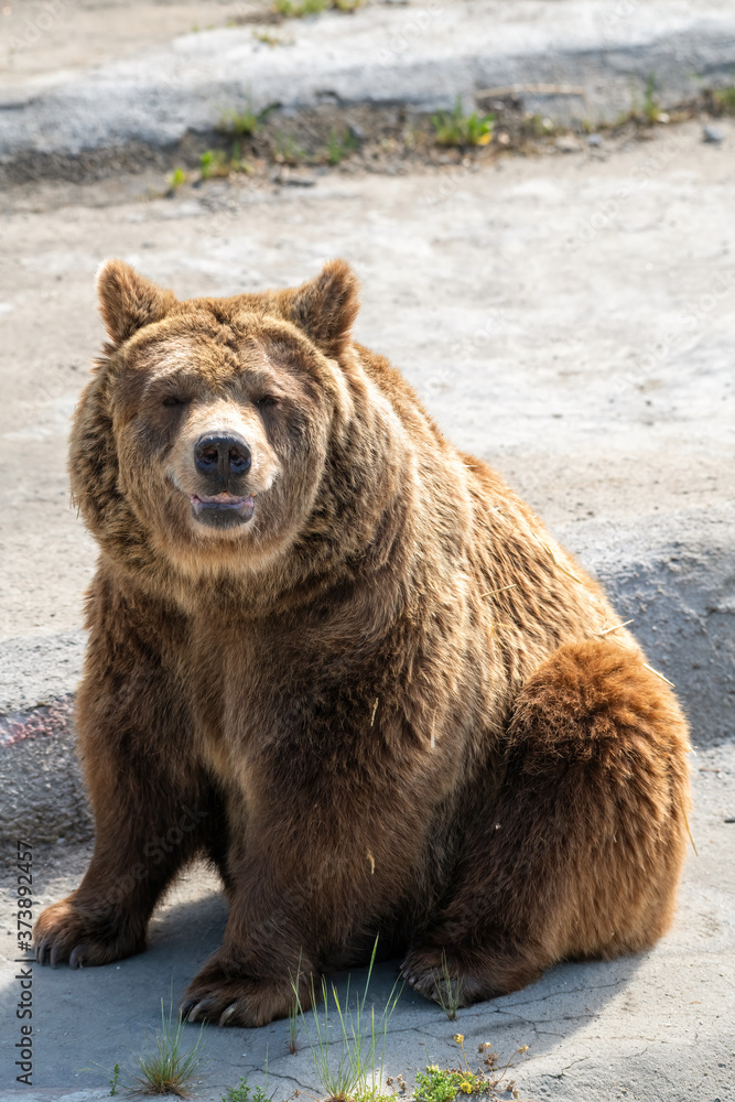 Fototapeta premium Eurasian brown bear (Ursus arctos) also known as the European brown bear.
