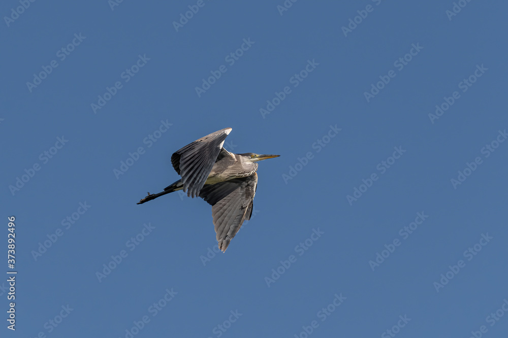 Fototapeta premium Black-crowned night heron (Nycticorax nycticorax) in flight