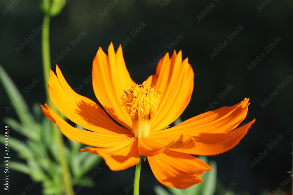 Fototapeta premium 野原に咲くキバナコスモスのオレンジ色の花