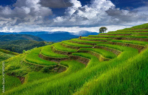 Asian rice field terrace on mountain side in Pabongpiang village  Chiang mai province Thailand.