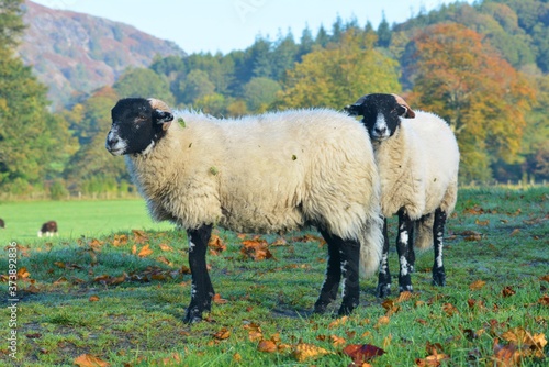 Sheep in autumn scenery