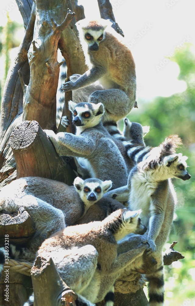 Obraz premium lemur on tree