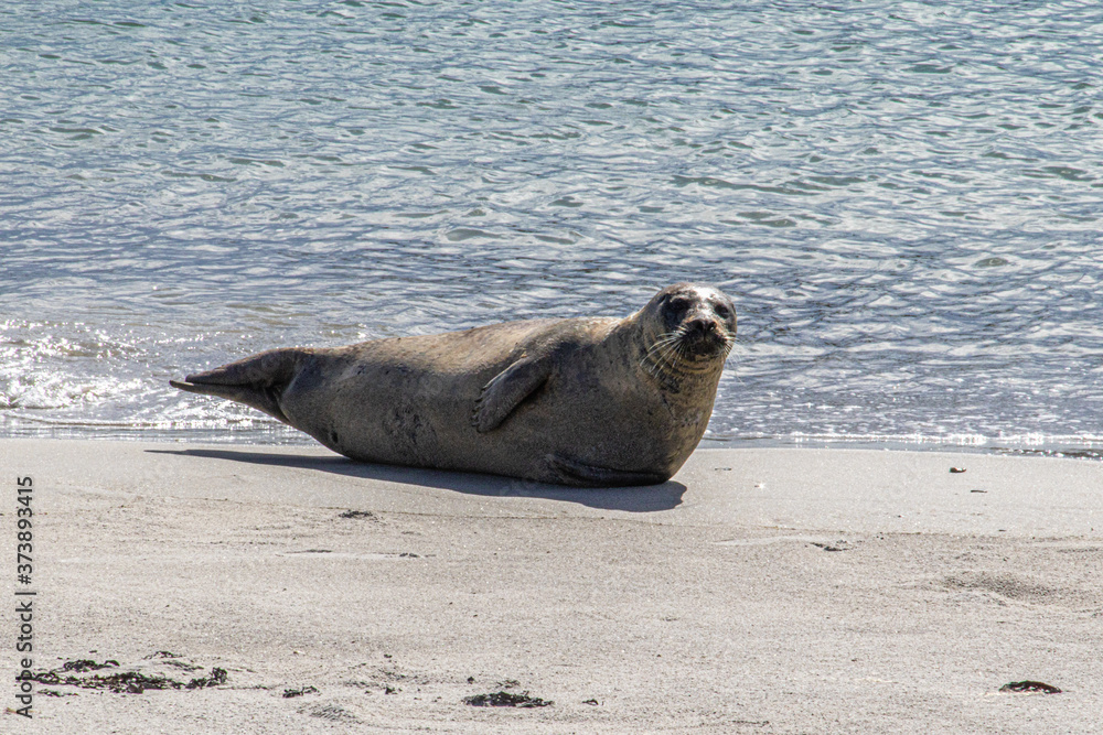 Naklejka premium Seehund auf der Düne in Helgoland