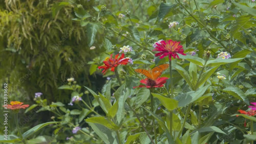 A monarch butterfly flying from flower to flower in this butterfly garden in slowmotion A monarch butterfly flying from flower to flower in this butterfly garden in slowmotion