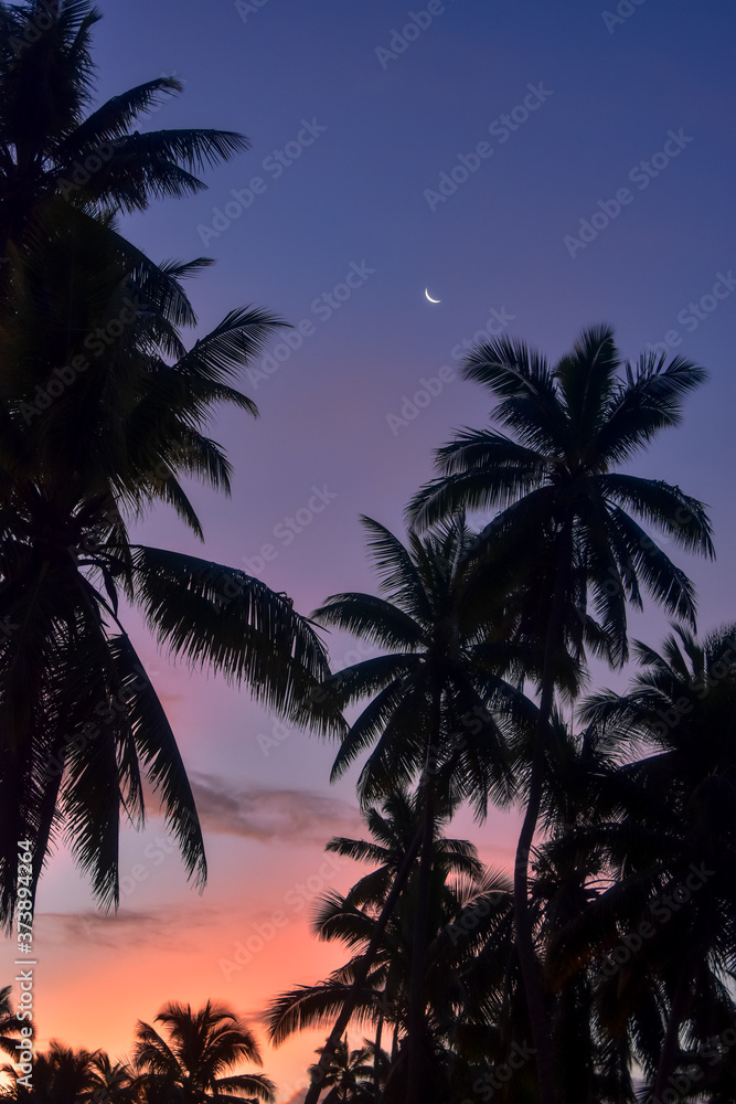 moon over palm trees at sunset
