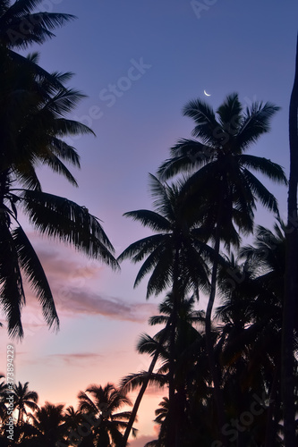 Crescent moon rising over palm trees at sunset