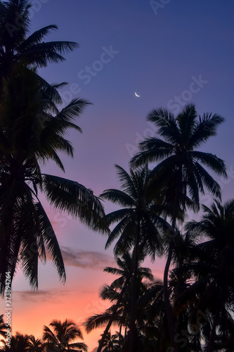 moon over palm trees at sunset © Deb_NSWP