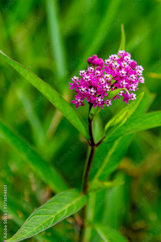 Pretty Marsh Flower Pretty Marsh Flower