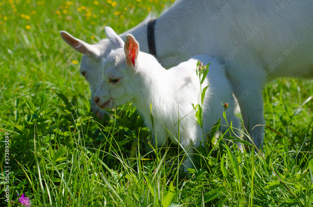 Obraz premium White goat and a small kid graze in a field of green grass. Bright sunny summer day. Domestic animals, farm, goat's milk. Animal protection. Selective focus. Copy space.
