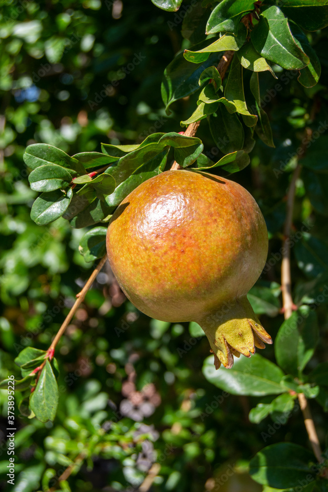 Fruta granada en el árbol Fruta granada en el árbol
