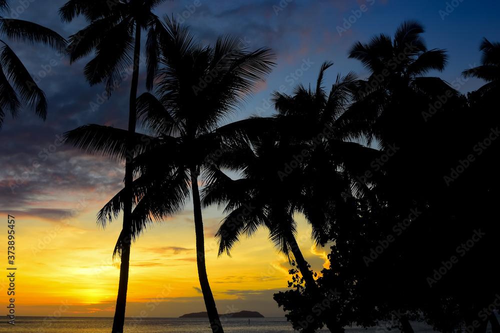 palm tree silhouette at golden sunset