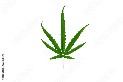 Fresh cannabis leaves ganja  hemp  sativa  do clipping paths on an isolated background are leaves  herbs or natural medicines.