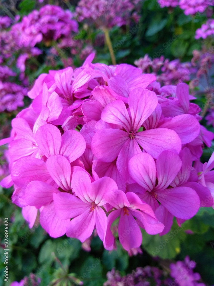 Flower Flower