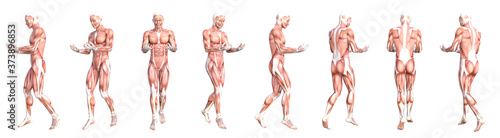 Obraz na płótnie Conceptual anatomy healthy skinless human body muscle system set