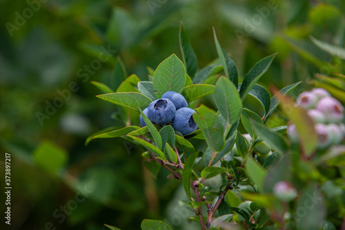Tree blueberries on a bush in cloudy day
