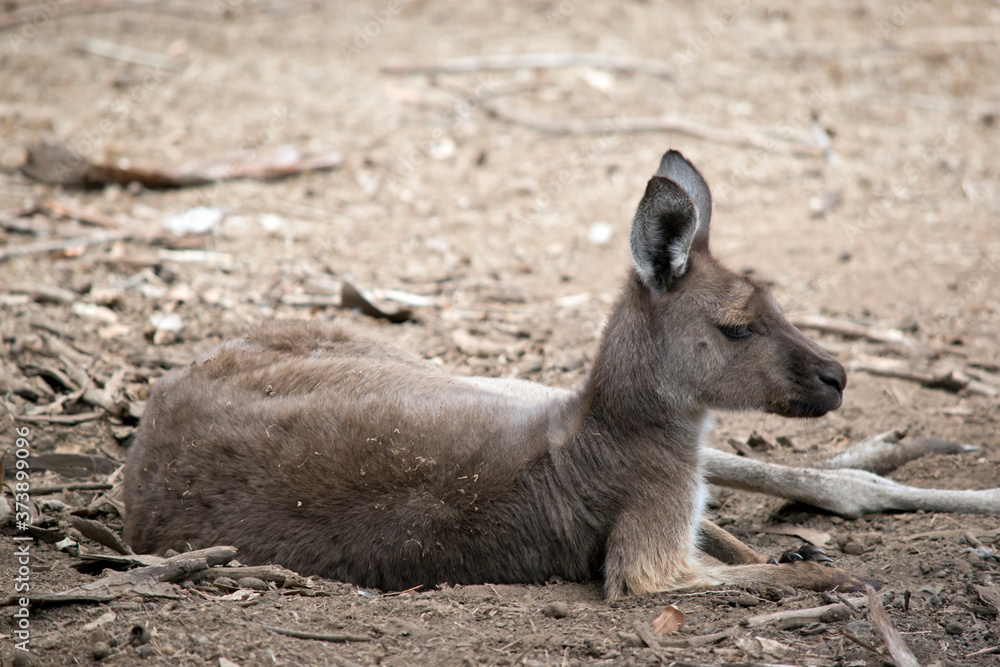 Fototapeta premium the kangaroo-island kangaroo is having a rest