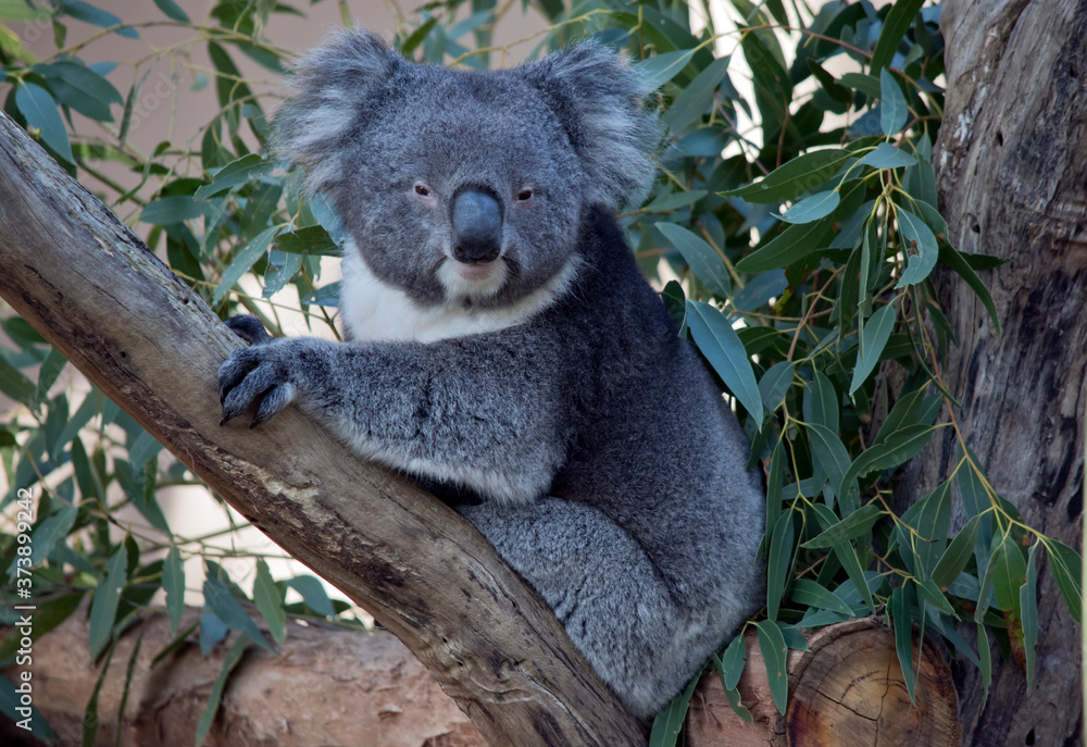 Fototapeta premium the koala is a grey and white marsupial