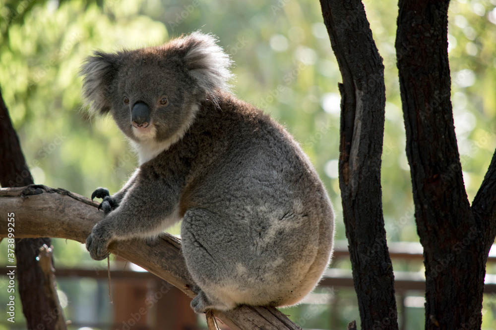 Fototapeta premium the koala is walking on a branch
