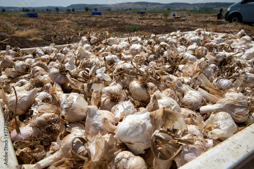 Garlic: Freshly dug heads of garlic bulbs.