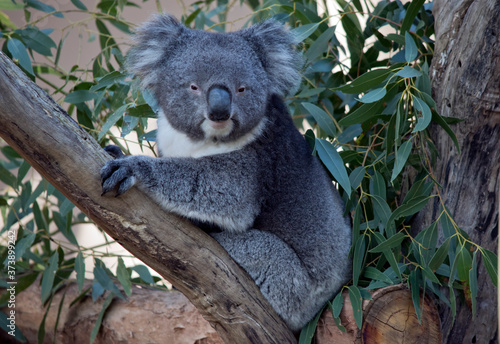 the koala is a grey and white marsupial