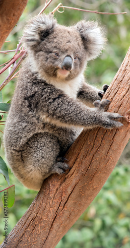 the young koala is grey and rufous with fluffy ears
