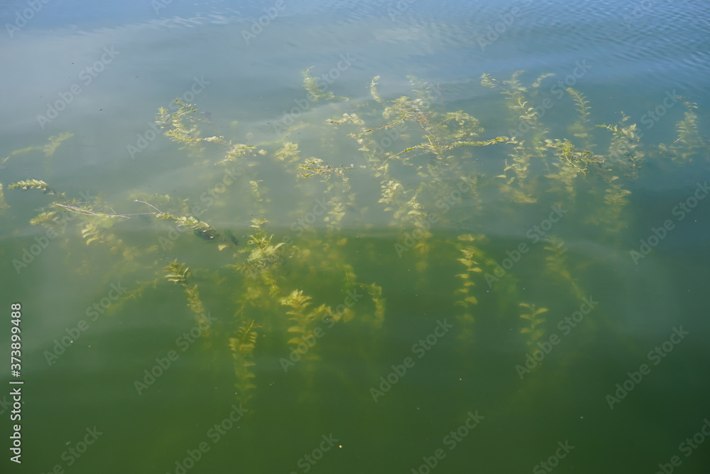aquatic plants in the water of the lake