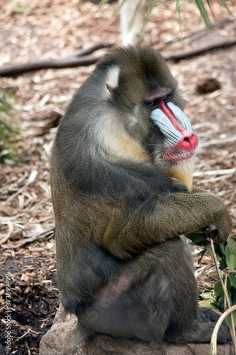 the mandrill is sitting on a rock eating a leaf