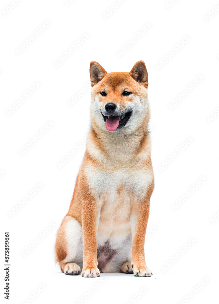 Shiba Inu sits and looks on isolated background