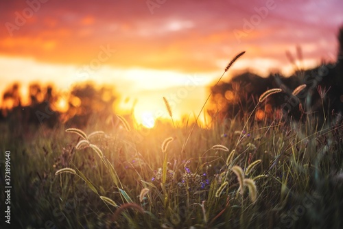 tall grass on sunset light isolated. nature sunlight background.