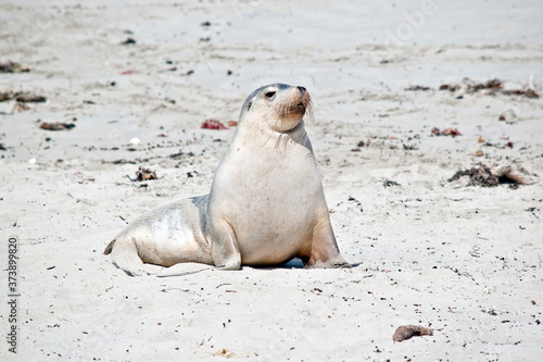 the sea lion is resting on the sand