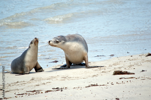 two female sea lions on a beach