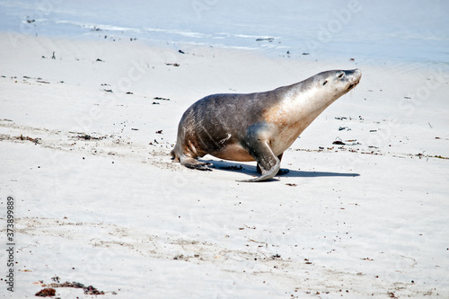 the sea lion is walking on the beach at seal bay