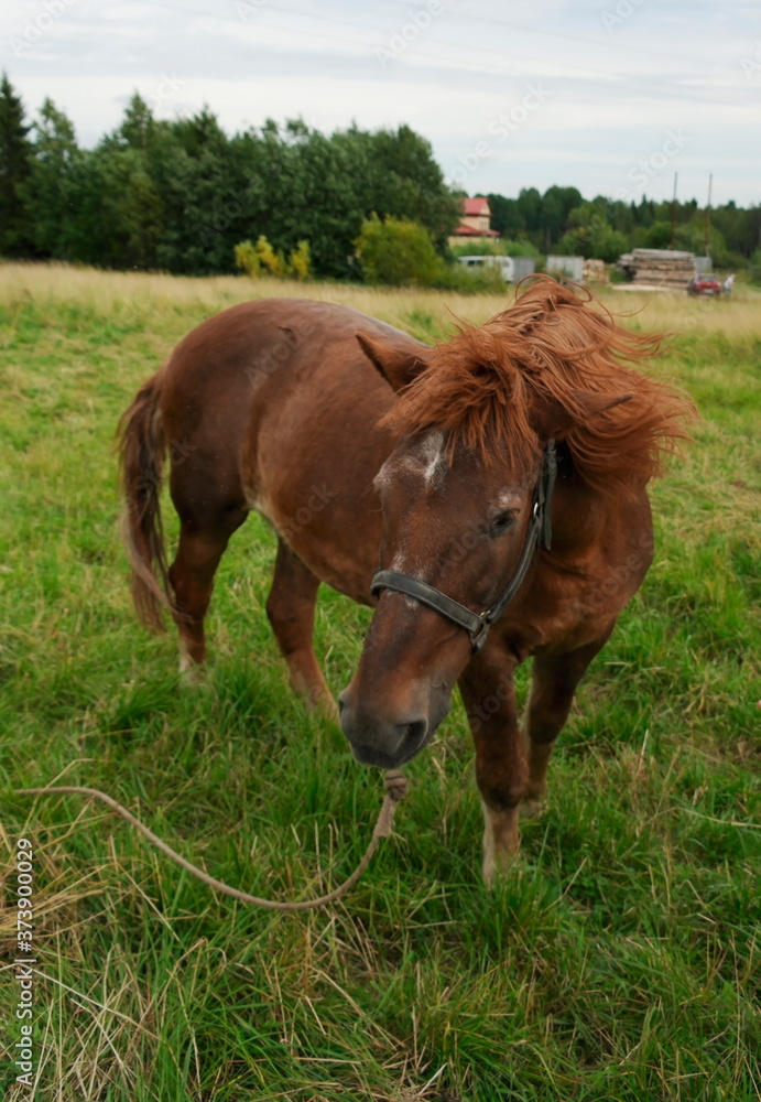a brown horse grazing in a green meadow a brown horse grazing in a green meadow