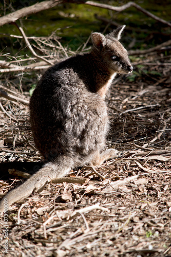 this is a back view of a tammar wallaby