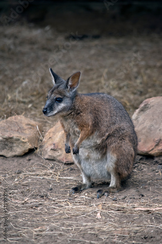 The tammar wallaby, also known as the dama wallaby or darma wallaby, is a small macropod native to South and Western Australia