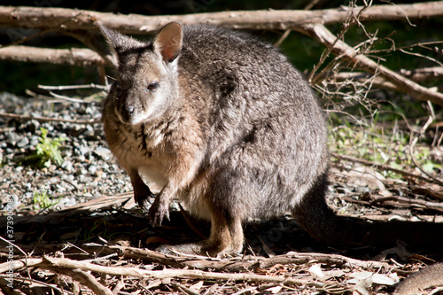 the tammar wallaby is looking for food