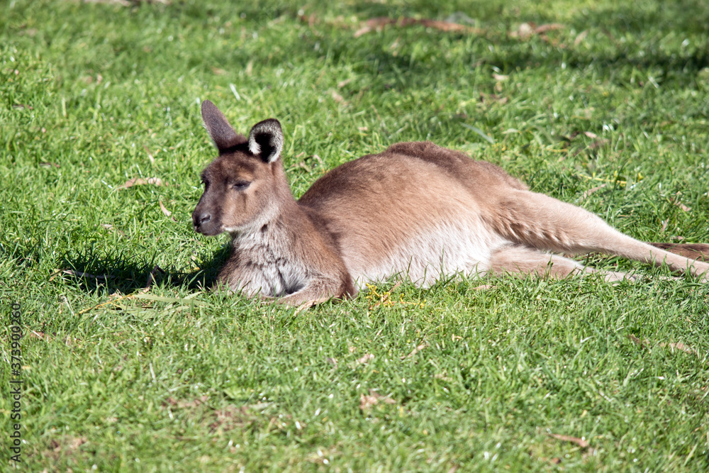 the western grey kangaroo is resting in the grass the western grey kangaroo is resting in the grass