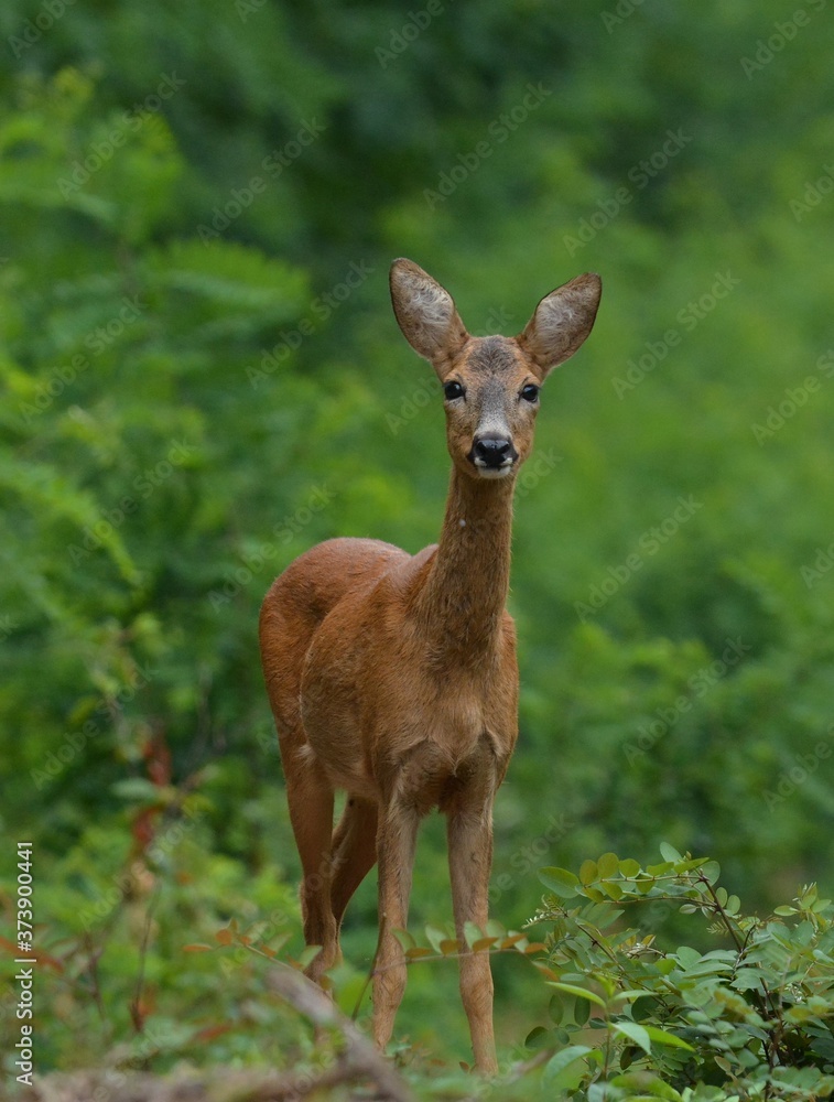 deer in the woods deer in the woods