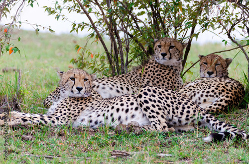 фотографія Five brother cheetah coalition called Tano bora resting under a bush in the plai